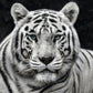 Mohan-Photographic Print-David Yarrow-Sorrel Sky Gallery