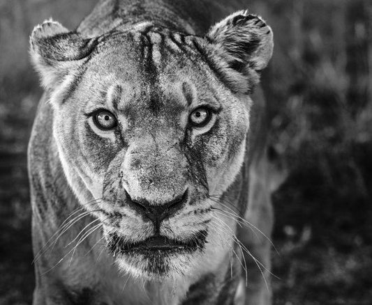 Nala-Photographic Print-David Yarrow-Sorrel Sky Gallery