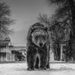 Out of Towner-Photographic Print-David Yarrow-Sorrel Sky Gallery