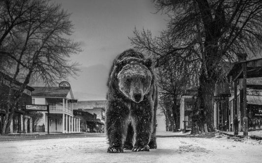 Out of Towner-Photographic Print-David Yarrow-Sorrel Sky Gallery