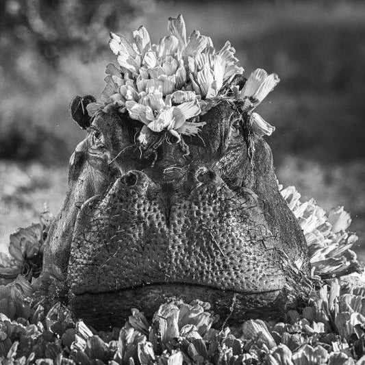 Royal Ascot-Photographic Print-David Yarrow-Sorrel Sky Gallery