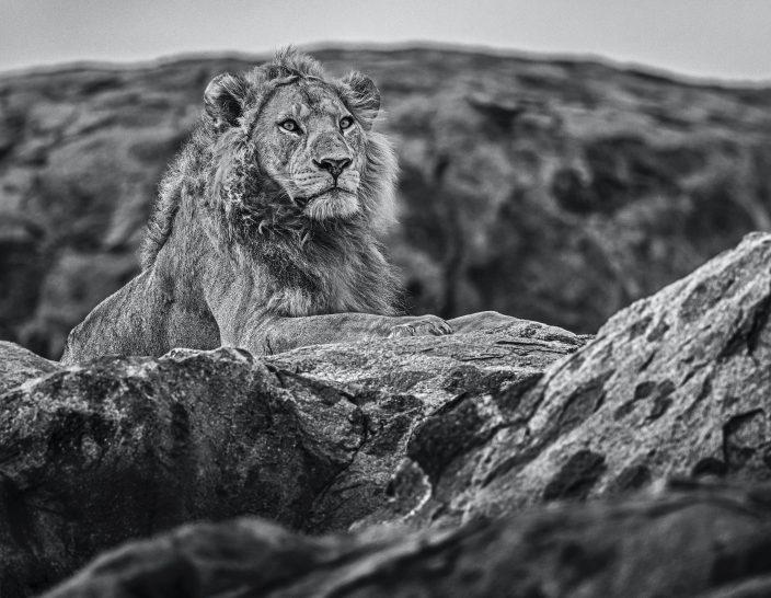 Serengeti-Photographic Print-David Yarrow-Sorrel Sky Gallery