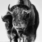 Snow Monster-Photographic Print-David Yarrow-Sorrel Sky Gallery