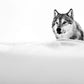 The Focused Wolf-Photographic Print-David Yarrow-Sorrel Sky Gallery