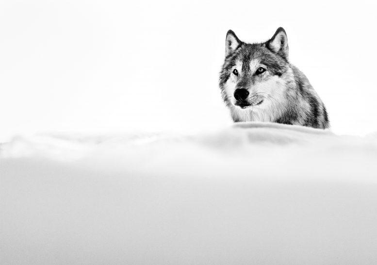 The Focused Wolf-Photographic Print-David Yarrow-Sorrel Sky Gallery