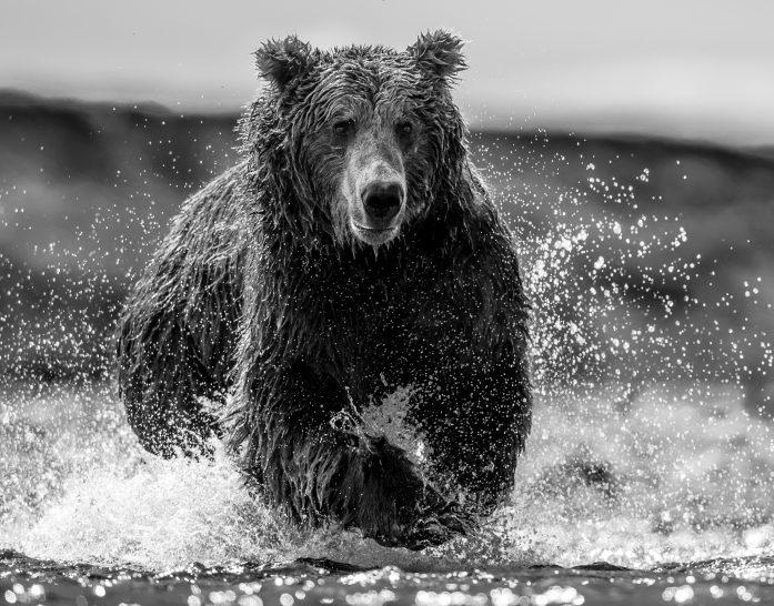The Happy Bear-Photographic Print-David Yarrow-Sorrel Sky Gallery
