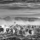 The Thundering Herd-Photographic Print-David Yarrow-Sorrel Sky Gallery