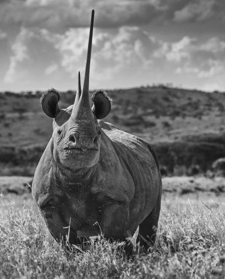Unforgiven - Rhino-Photographic Print-David Yarrow-Sorrel Sky Gallery