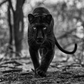 Remains of the Day-Photography-David Yarrow-Sorrel Sky Gallery