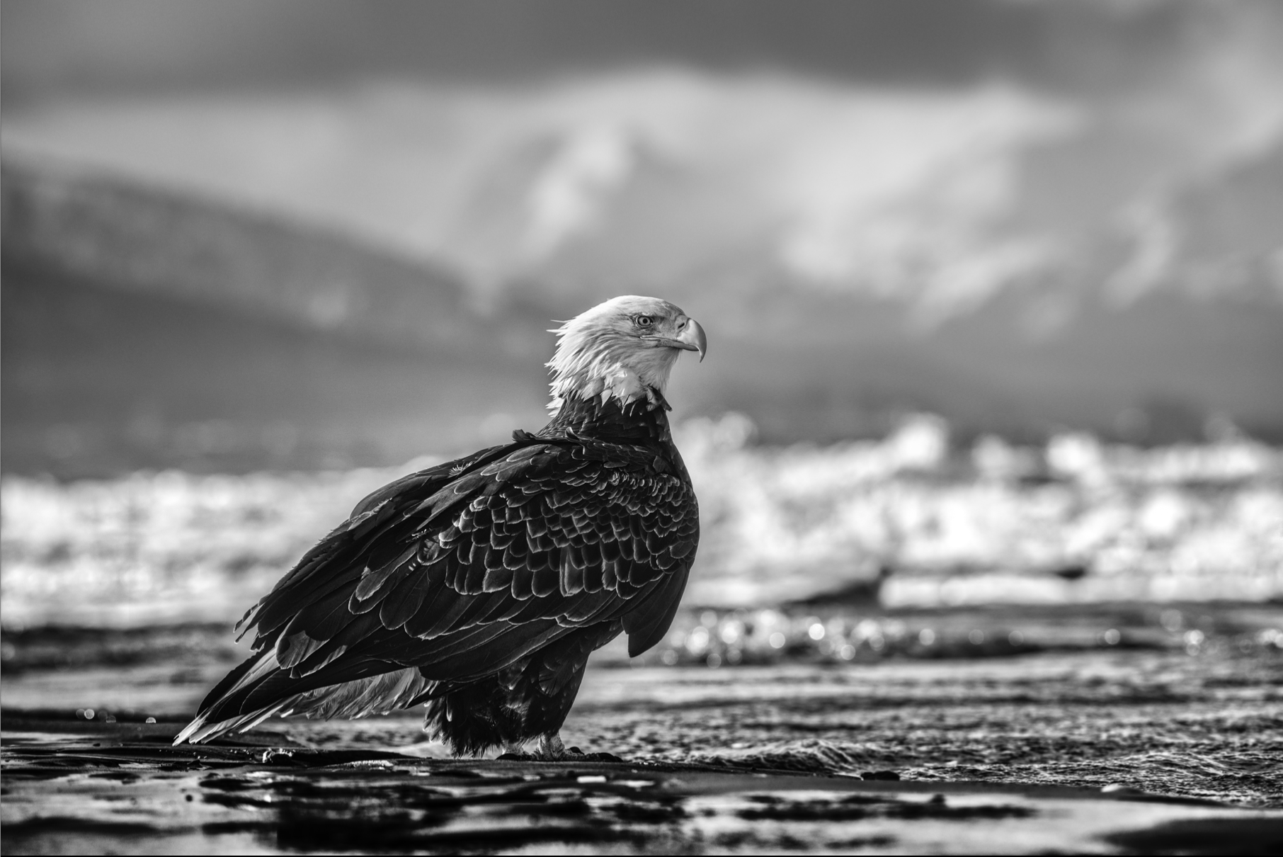 The Bird on the Beach-Photography-David Yarrow-Sorrel Sky Gallery