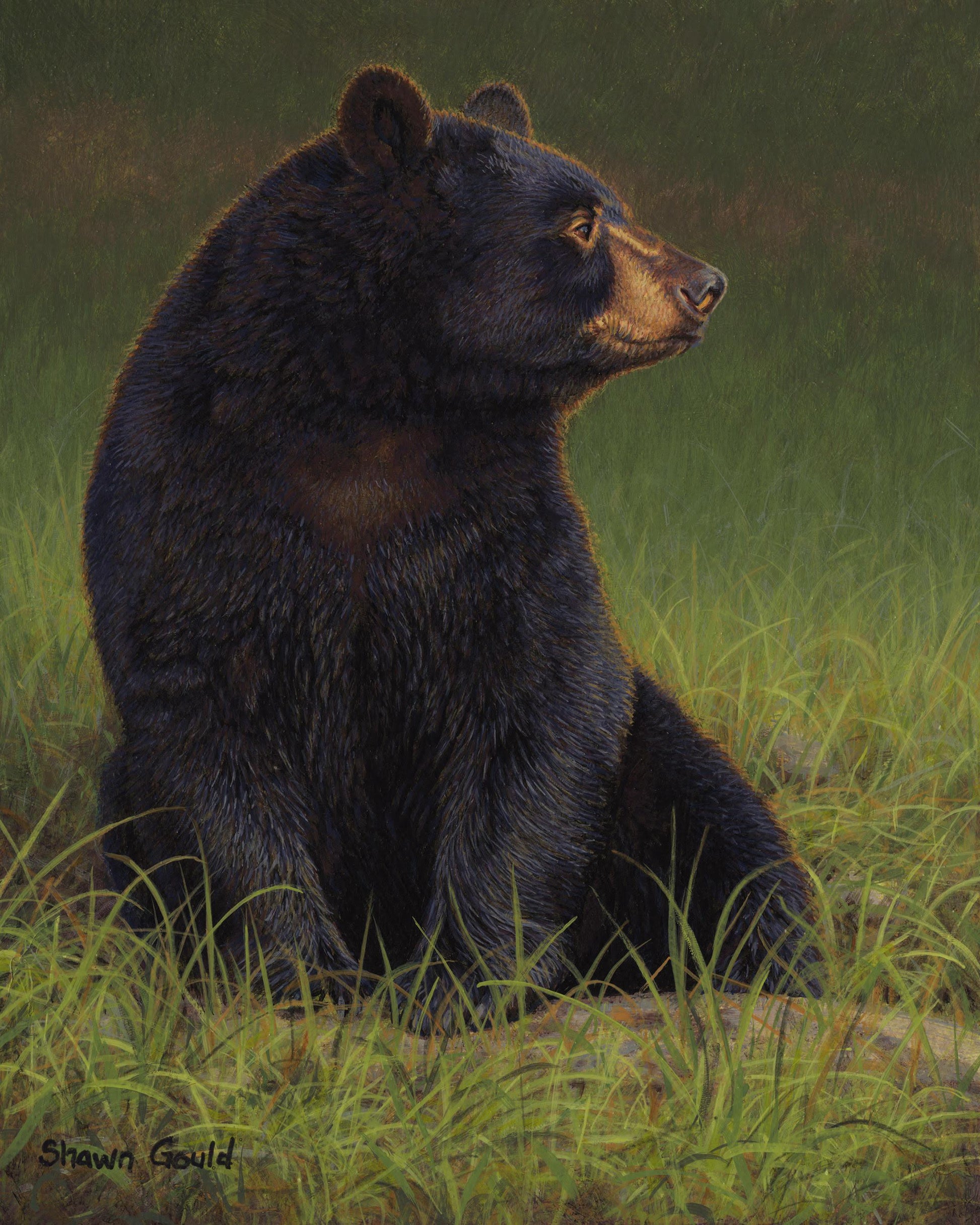 Black Bear Repose-Painting-Shawn Gould-Sorrel Sky Gallery