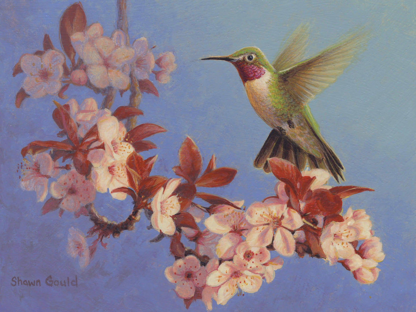 Broadtail and Blossoms-Painting-Shawn Gould-Sorrel Sky Gallery
