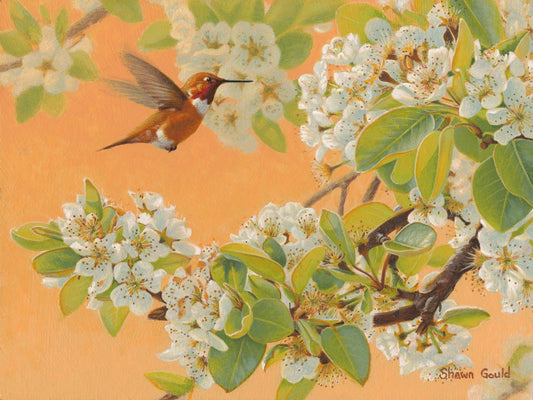 Pear Blossoms and Hummingbird-Painting-Shawn Gould-Sorrel Sky Gallery