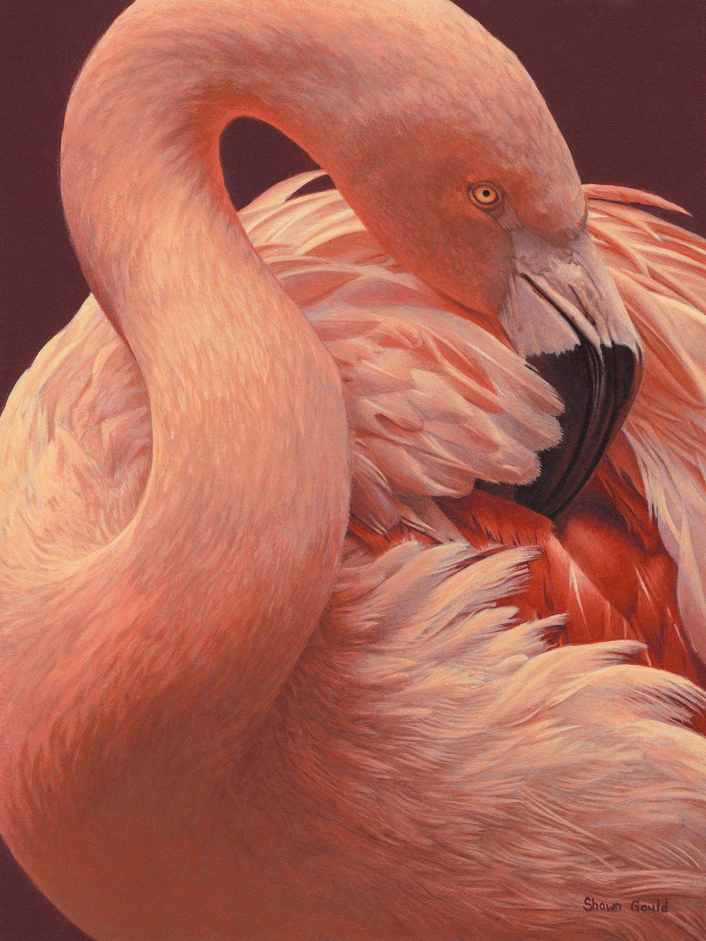 Preening Flamingo-Painting-Shawn Gould-Sorrel Sky Gallery