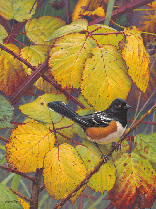 Spotted Towhee-Painting-Shawn Gould-Sorrel Sky Gallery