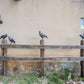 Board Meeting - Set of 5 Ravens