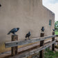 Board Meeting - Set of 5 Ravens
