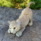 Pounce - Mountain Lion Cub