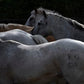Absaroka-Photographic Print-Tony Stromberg-Sorrel Sky Gallery