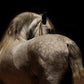 Grace-Photographic Print-Tony Stromberg-Sorrel Sky Gallery