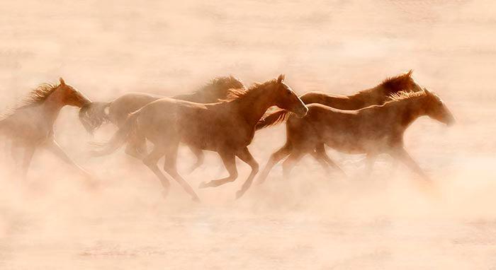 Misty-Photographic Print-Tony Stromberg-Sorrel Sky Gallery