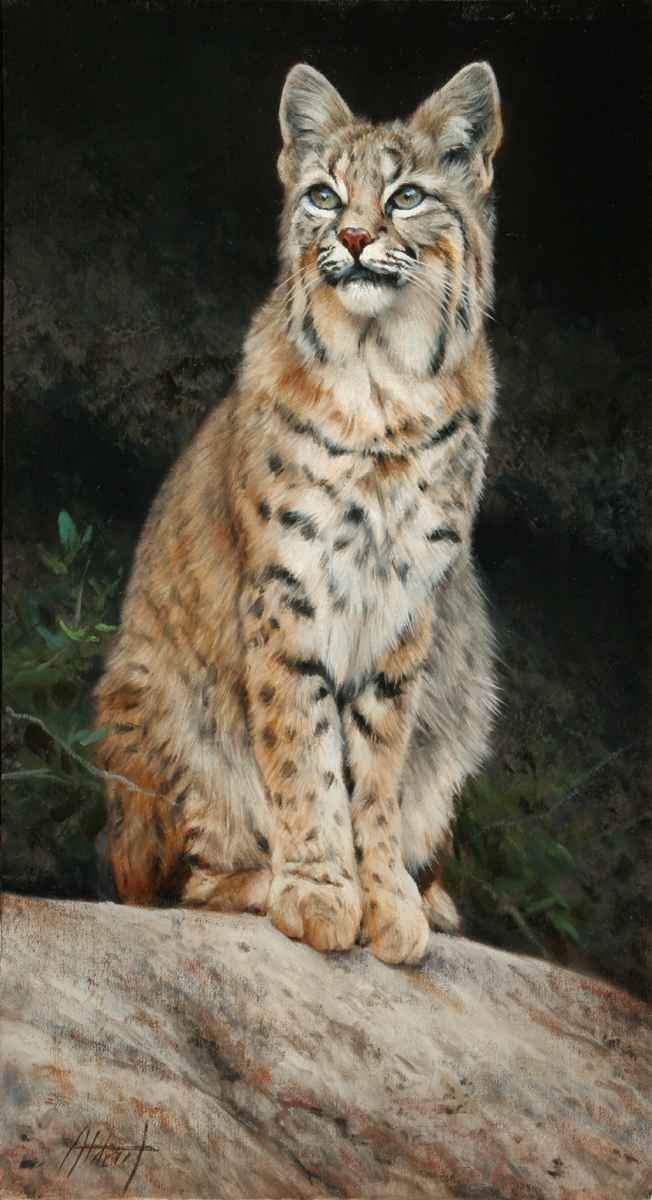 Edward Aldrich-Sorrel Sky Gallery-Painting-Bobcat