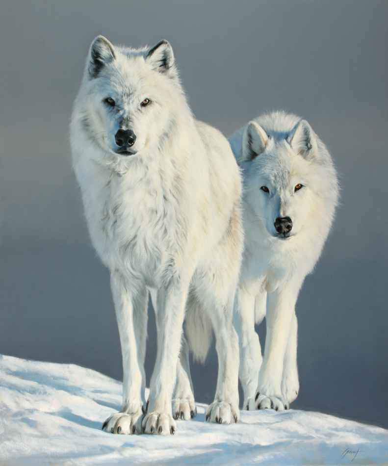 An original oil painting of two white wolves in snowy landscape by award winning wildlife painter Edward Aldrich.