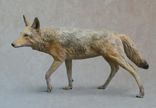 Coyote - Life Size