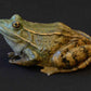Jim Eppler-Frog I-Sorrel Sky Gallery-Sculpture