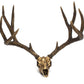 Jim Eppler-Mule Deer Skull-Sorrel Sky Gallery-Sculpture