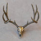 Mule Deer Skull