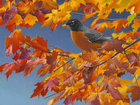 Autumn Robin-Painting-Shawn Gould-Sorrel Sky Gallery