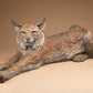 A stretching bob cat laying down. Bronze by Star Liana York. 40" long