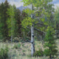 Old Growth Aspen-Painting-Stephen Day-Sorrel Sky Gallery