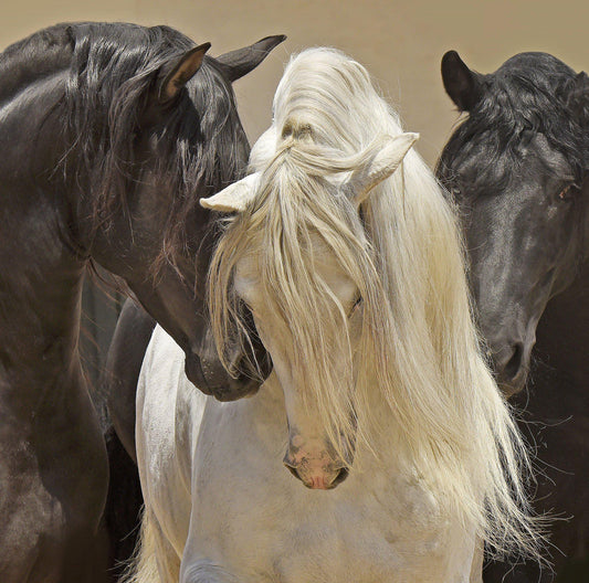 3 Stallions-Photographic Print-Tony Stromberg-Sorrel Sky Gallery
