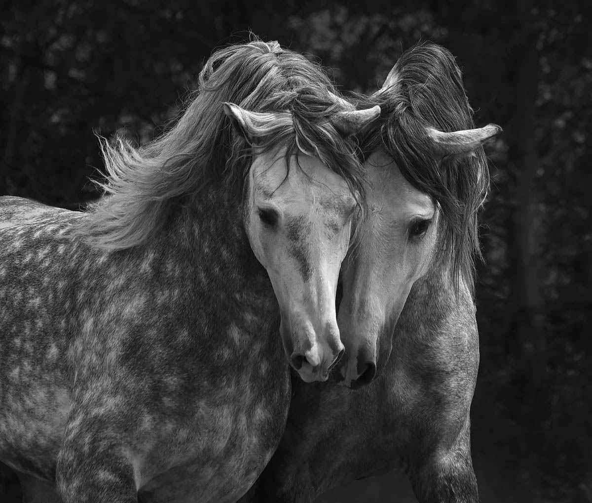 black and white photograph of two nuzzling horses