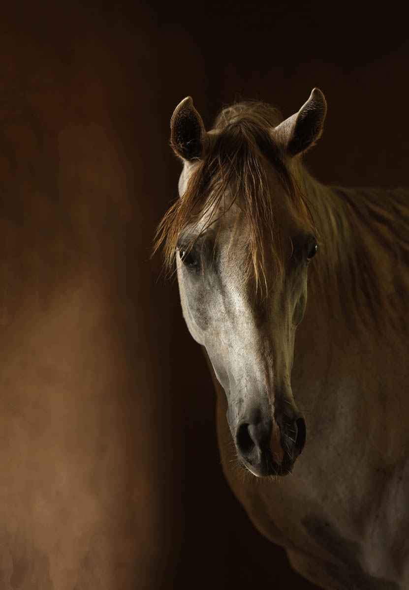 Photograph of a horse in brown tones