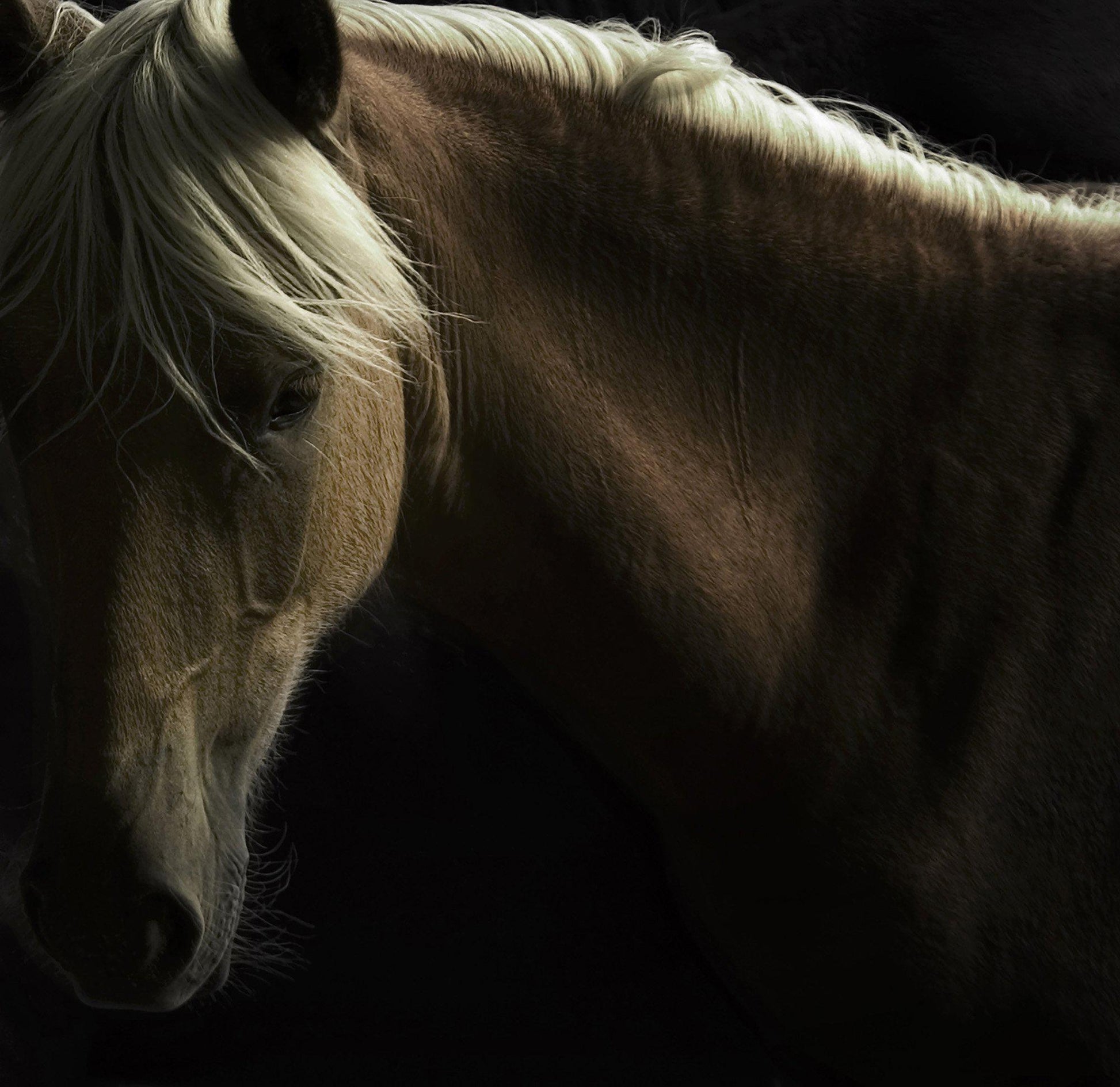 Spirit Horse-Photographic Print-Tony Stromberg-Sorrel Sky Gallery