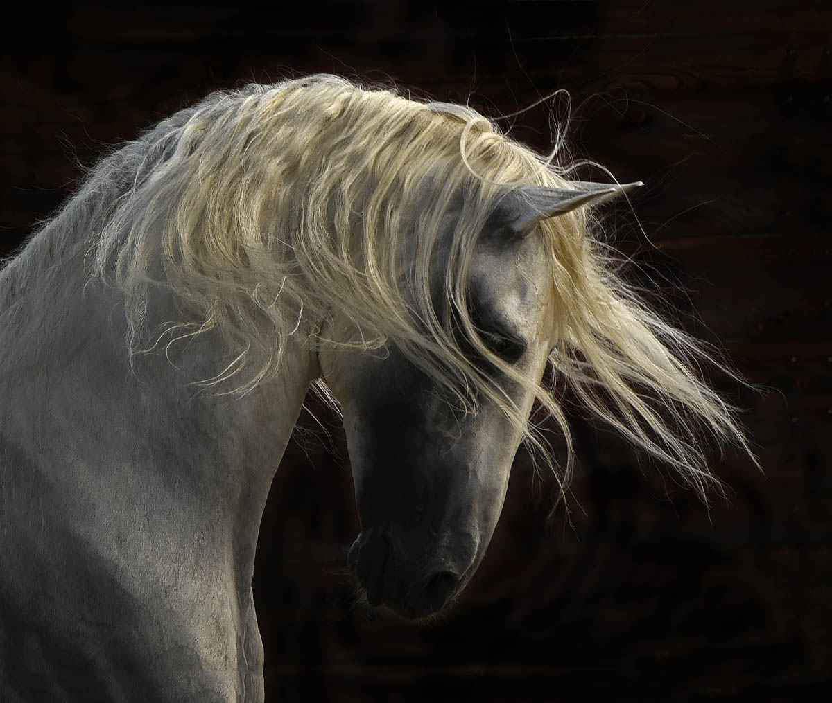 Unicorn-Photographic Print-Tony Stromberg-Sorrel Sky Gallery